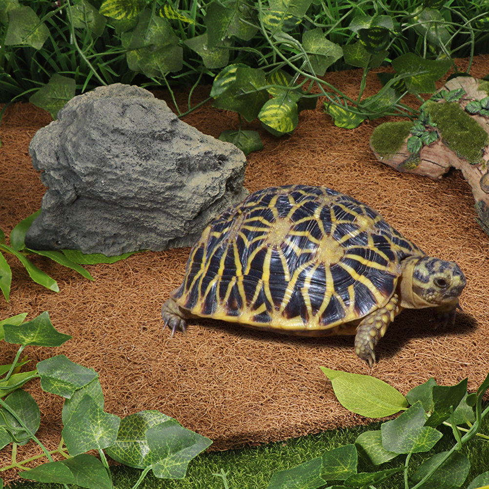 Coconut Substrate for Reptile  - Substrate Coconut Fiber 评论和价格