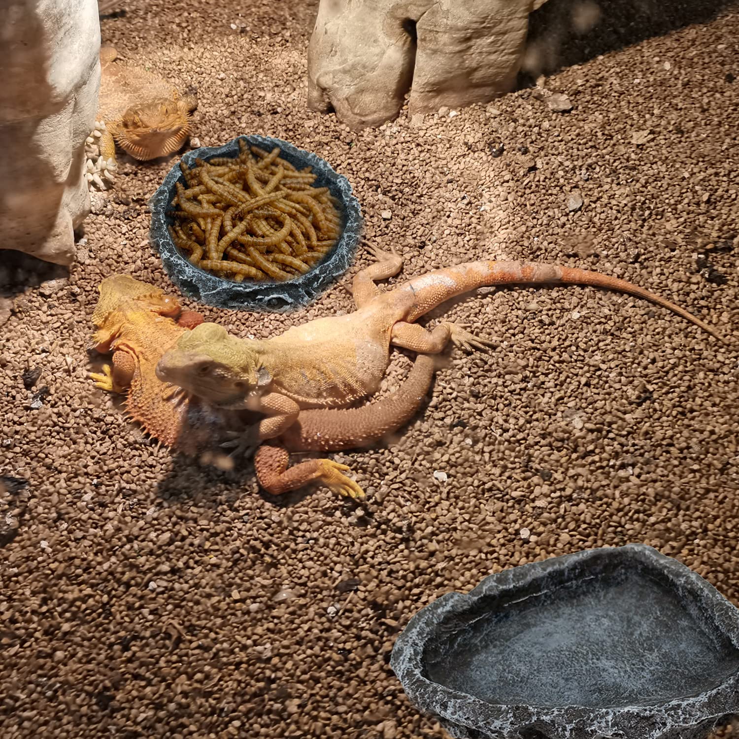 1/2 Pack Reptile Feeding Dish  - Water Dish Reptile 评论和价格