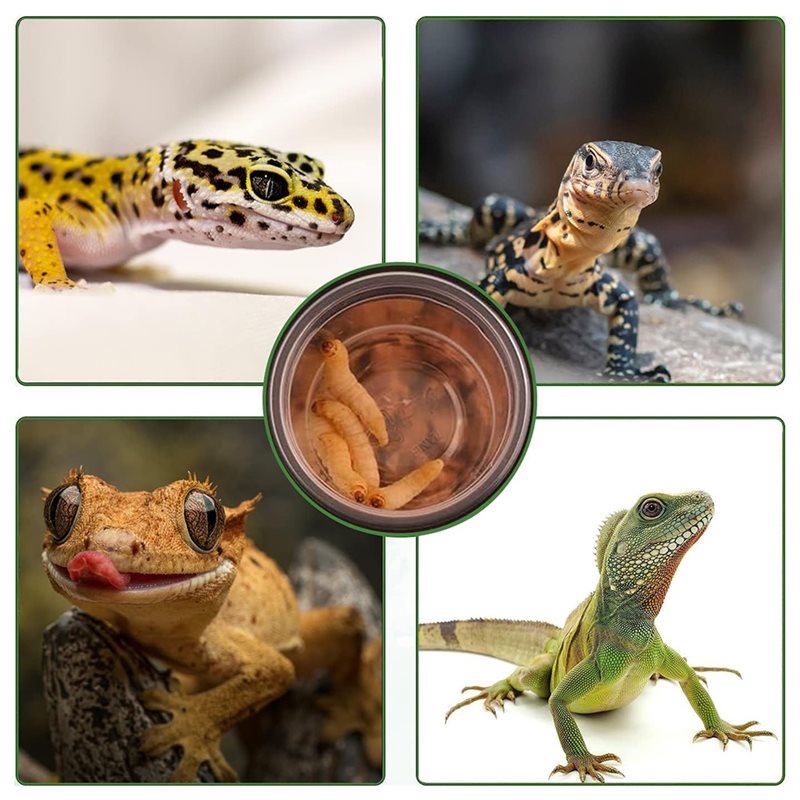 Crested Gecko Food And Water F - Water Dish Reptile 评论和价格